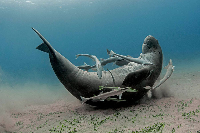 22 Of The Best Entries For The Comedy Wildlife Photo Awards 2018