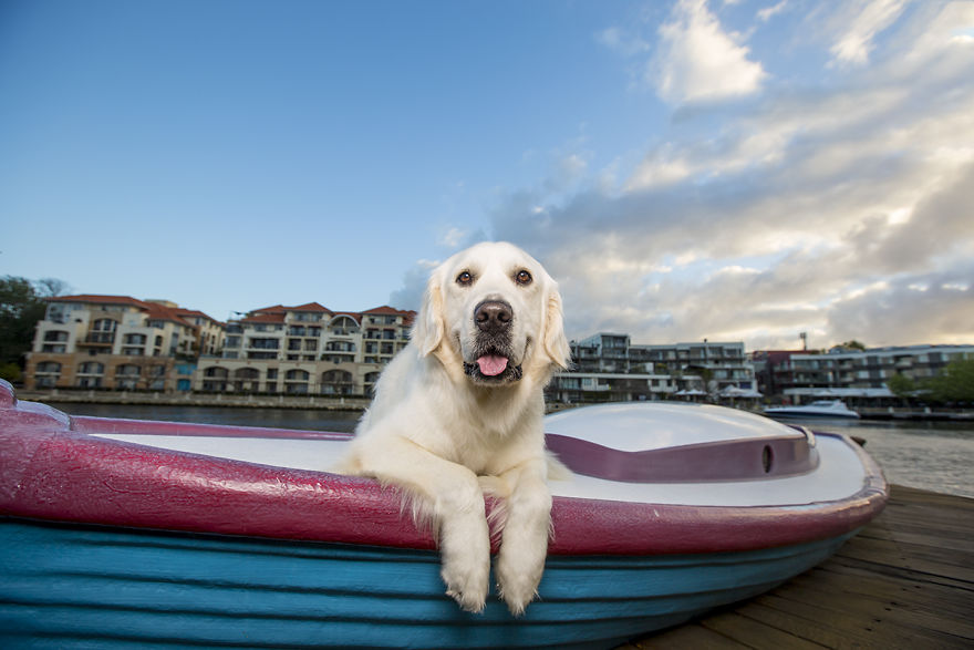 Pet Photographer Celebrates Dogs And The City Pet Photographer Celebrates Dogs And The City