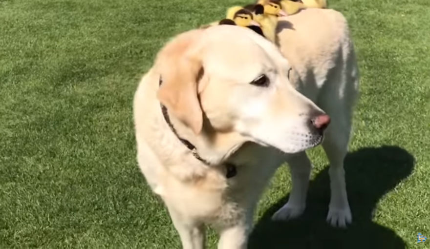 Labrador Becomes Renowned After Fostering 9 Orphaned Ducklings Labrador Becomes Renowned After Fostering 9 Orphaned Ducklings