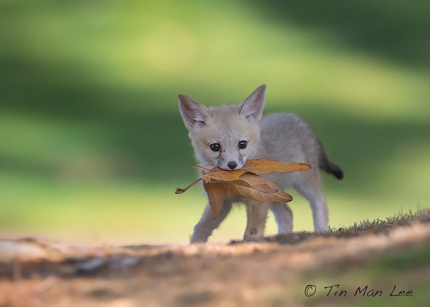 27 Baby Foxes That Are Too Cute To Be True 27 Baby Foxes That Are Too Cute To Be True