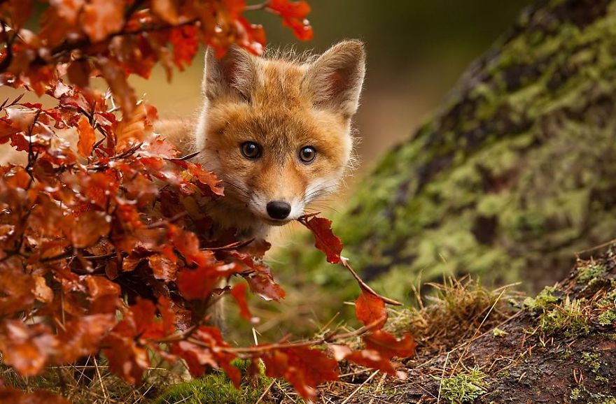 27 Baby Foxes That Are Too Cute To Be True 27 Baby Foxes That Are Too Cute To Be True