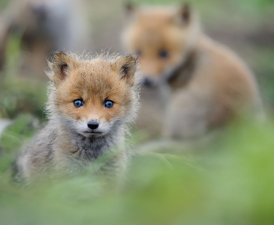 27 Baby Foxes That Are Too Cute To Be True 27 Baby Foxes That Are Too Cute To Be True