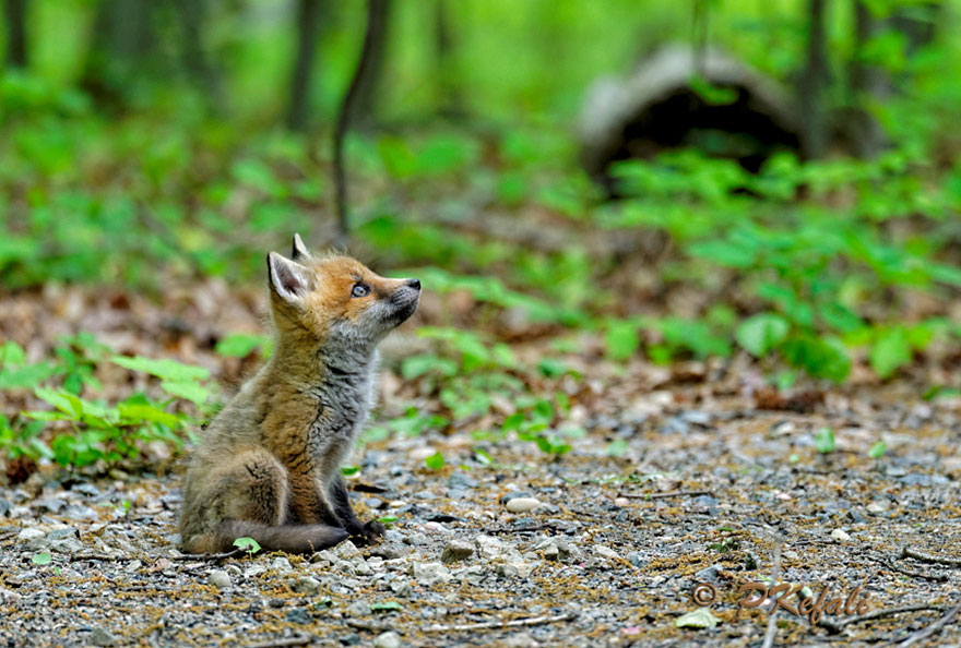 27 Baby Foxes That Are Too Cute To Be True 27 Baby Foxes That Are Too Cute To Be True