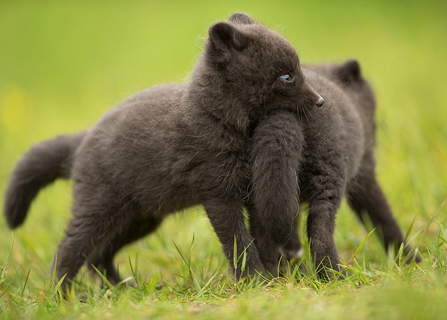 27 Baby Foxes That Are Too Cute To Be True 27 Baby Foxes That Are Too Cute To Be True