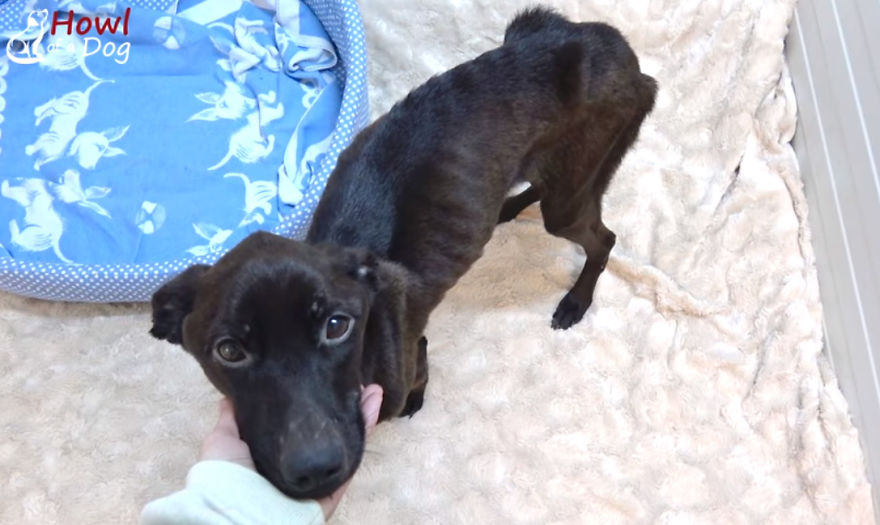 She Was Once The Saddest Dog In The World, But Her Transformation Is Amazing!