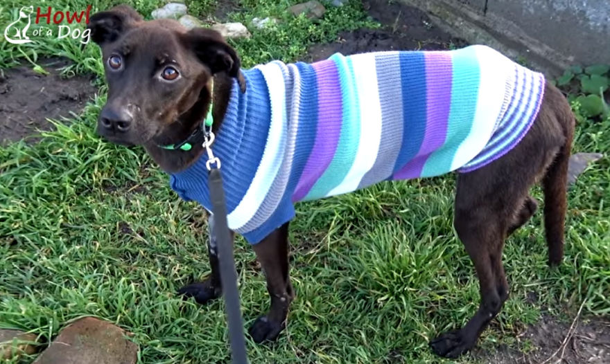 She Was Once The Saddest Dog In The World, But Her Transformation Is Amazing!