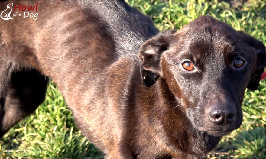 She Was Once The Saddest Dog In The World, But Her Transformation Is Amazing!