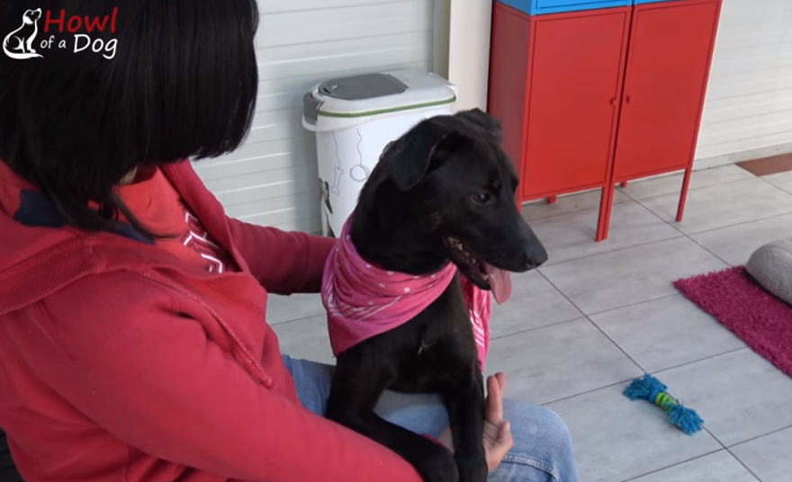 She Was Once The Saddest Dog In The World, But Her Transformation Is Amazing!