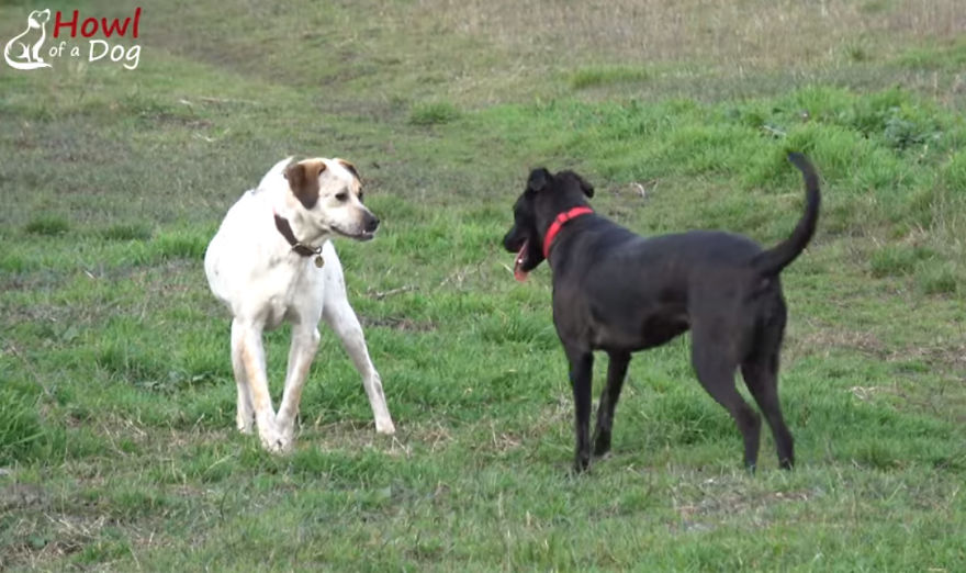 She Was Once The Saddest Dog In The World, But Her Transformation Is Amazing!