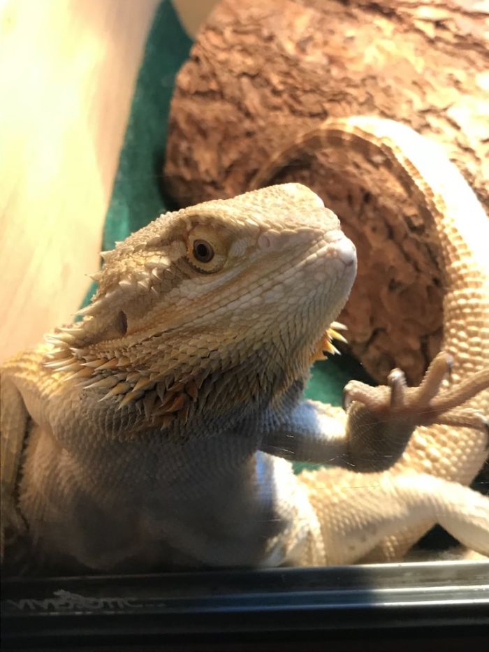 People Are Sharing Their Lizards Which Are Their Best Friends People Are Sharing Their Lizards Which Are Their Best Friends