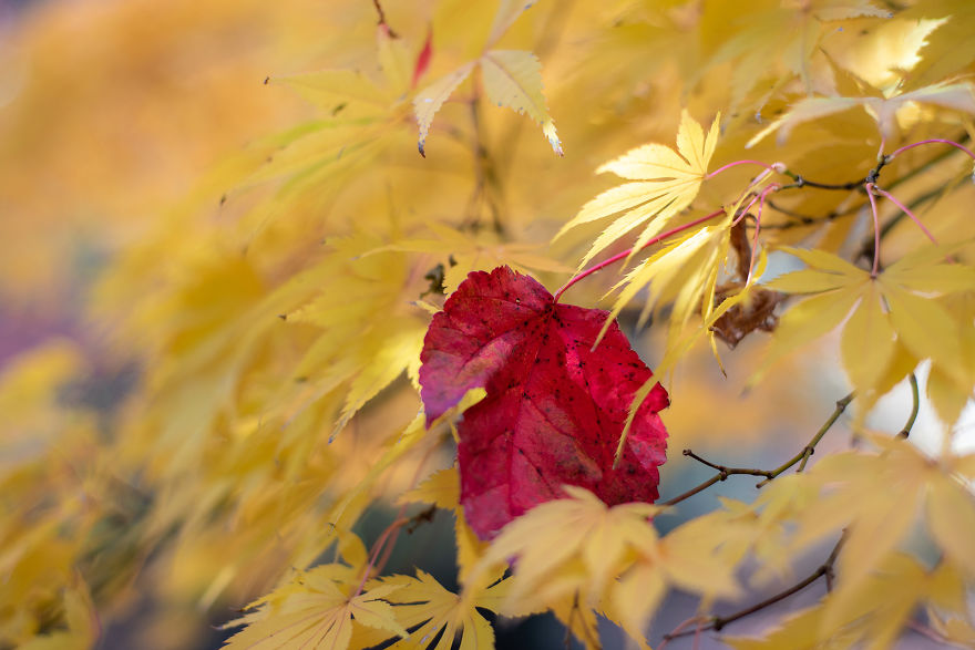 I Documented The Magical Autumn In Australia I Documented The Magical Autumn In Australia