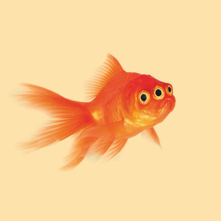 Artist Makes Incredible Manipulations That Will Surely Mess With Your Head