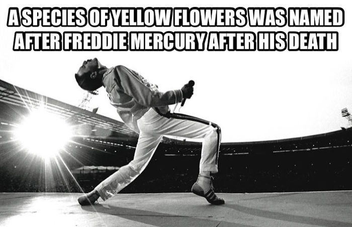 37 Facts About Freddie Mercury Most People Don’t Know 37 Facts About Freddie Mercury Most People Don’t Know