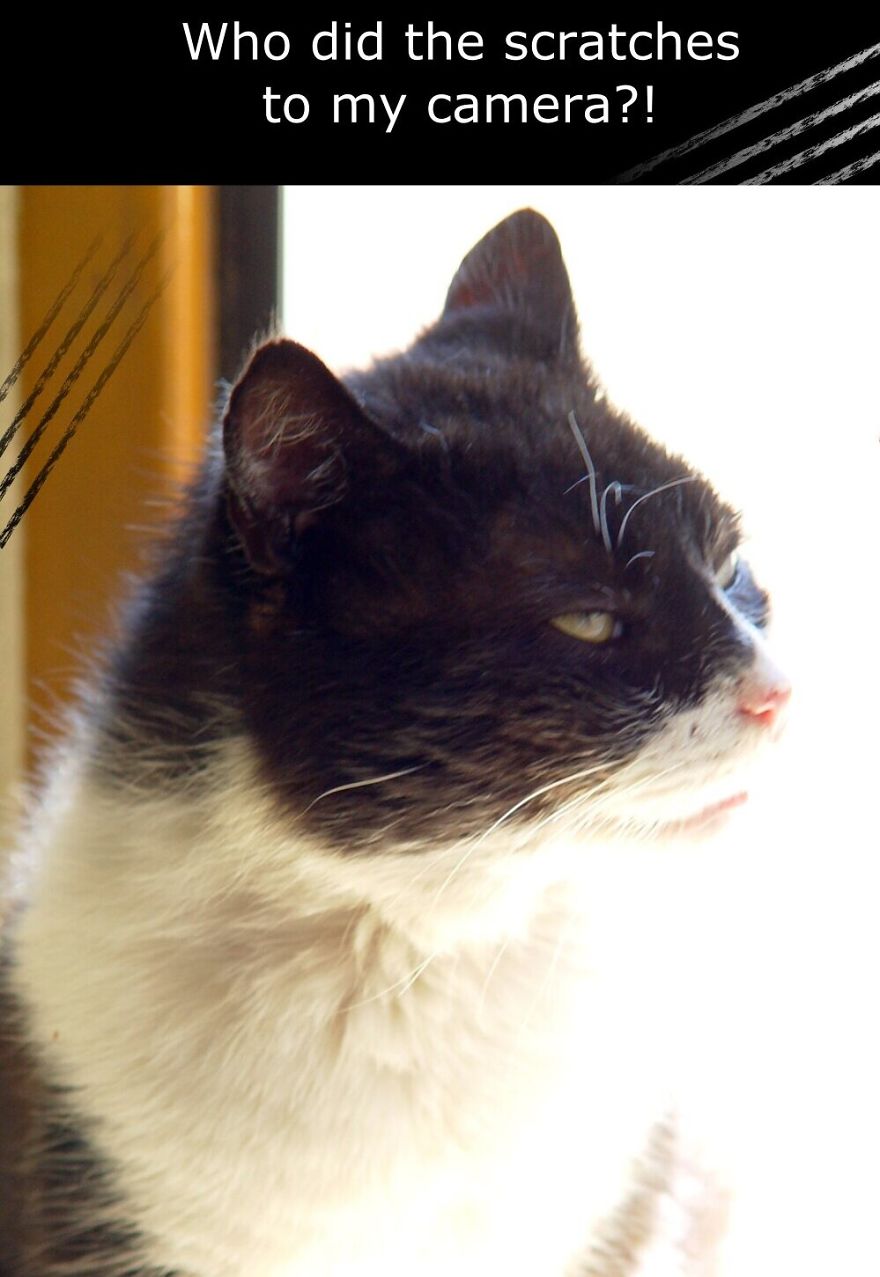 My Cat Is More Famous Than Me My Cat Is More Famous Than Me