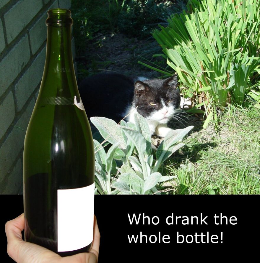 My Cat Is More Famous Than Me My Cat Is More Famous Than Me