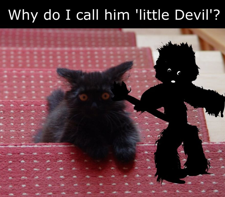 My Cat Is More Famous Than Me My Cat Is More Famous Than Me