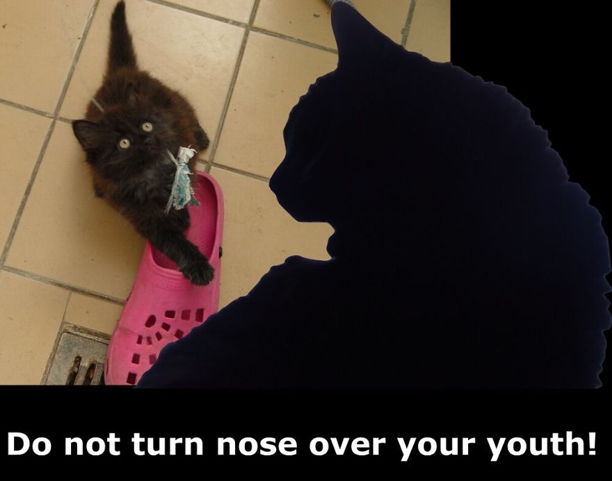 My Cat Is More Famous Than Me My Cat Is More Famous Than Me