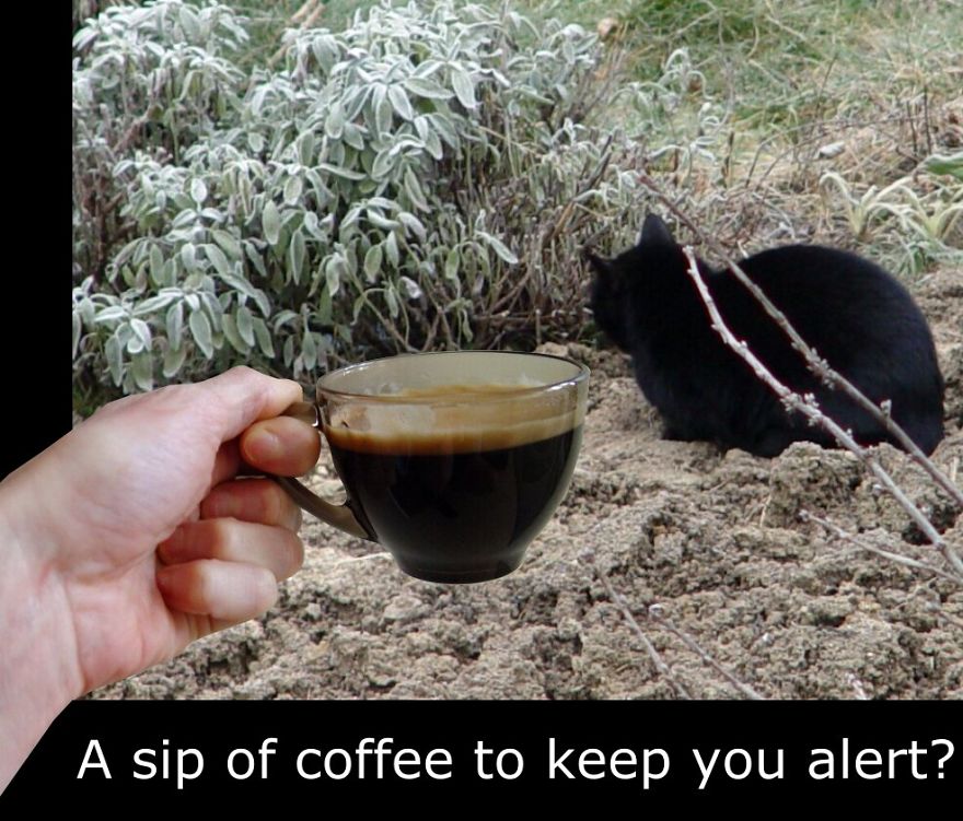 My Cat Is More Famous Than Me My Cat Is More Famous Than Me