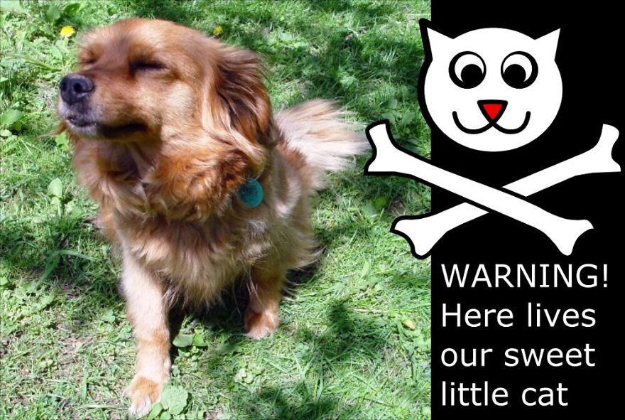 My Cat Is More Famous Than Me My Cat Is More Famous Than Me