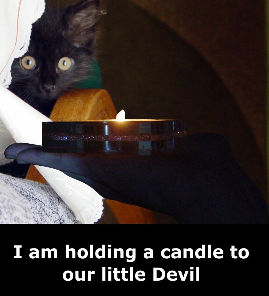 My Cat Is More Famous Than Me My Cat Is More Famous Than Me