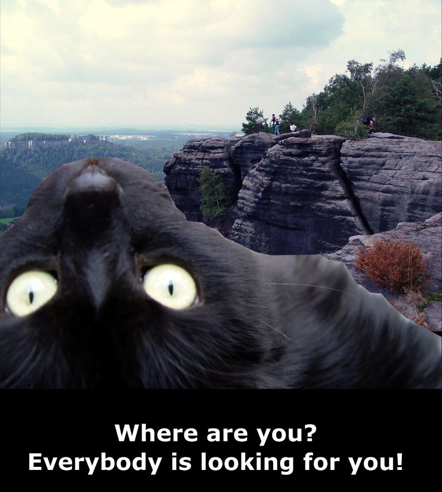 My Cat Is More Famous Than Me My Cat Is More Famous Than Me