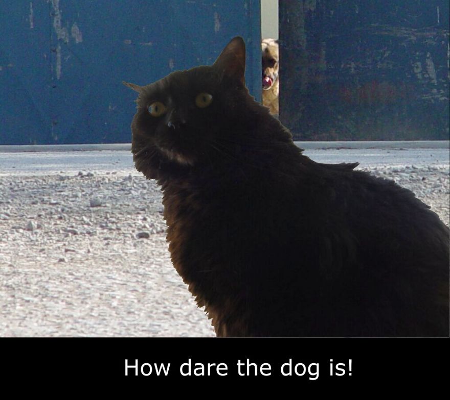 My Cat Is More Famous Than Me My Cat Is More Famous Than Me