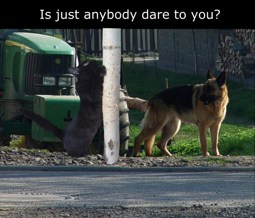 My Cat Is More Famous Than Me My Cat Is More Famous Than Me