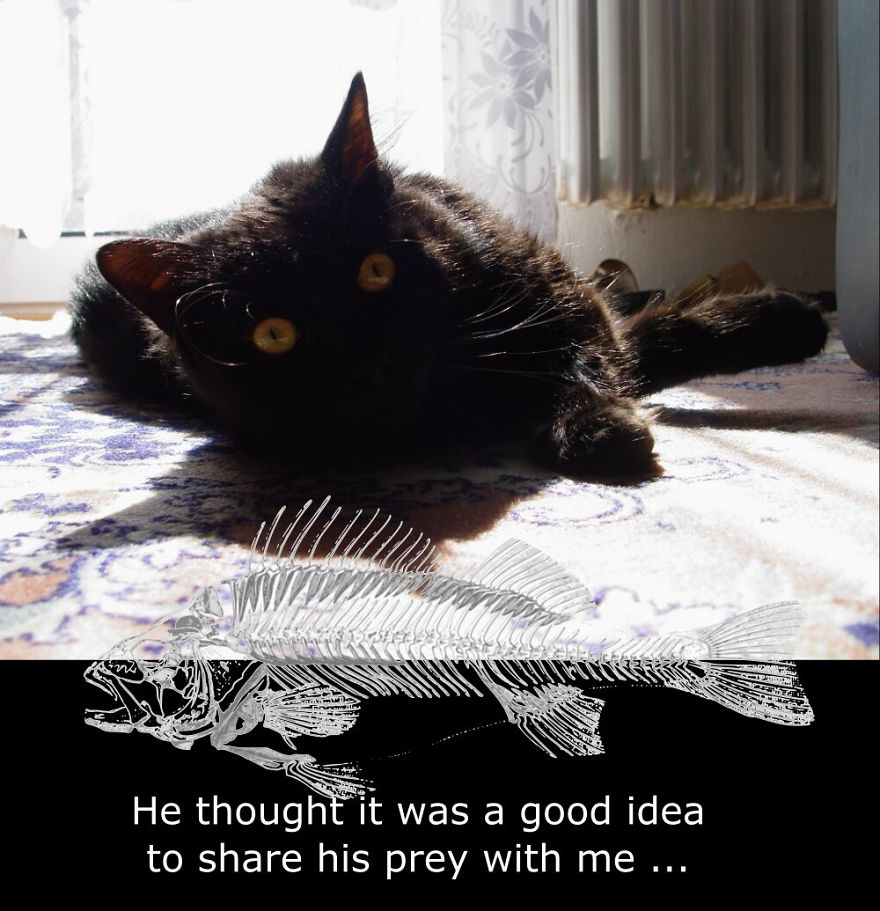 My Cat Is More Famous Than Me My Cat Is More Famous Than Me