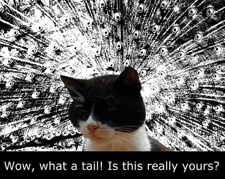 My Cat Is More Famous Than Me My Cat Is More Famous Than Me