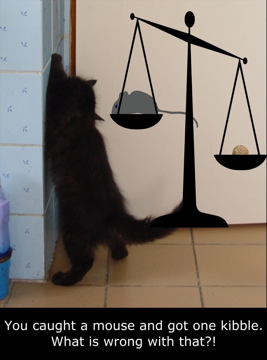 My Cat Is More Famous Than Me My Cat Is More Famous Than Me