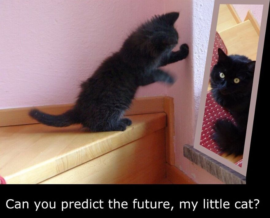 My Cat Is More Famous Than Me My Cat Is More Famous Than Me