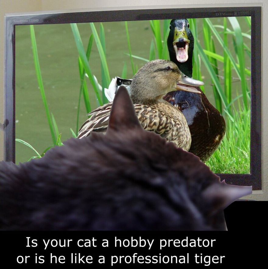 My Cat Is More Famous Than Me My Cat Is More Famous Than Me