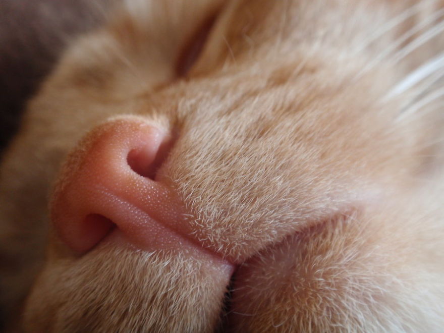 93 Close-Ups Of Cat Noses To Make Your Day 93 Close-Ups Of Cat Noses To Make Your Day