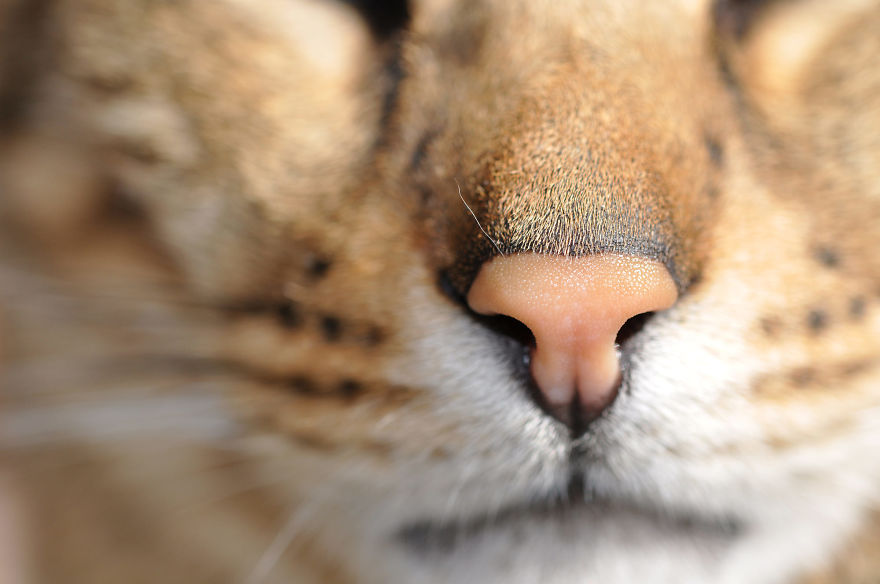 93 Close-Ups Of Cat Noses To Make Your Day 93 Close-Ups Of Cat Noses To Make Your Day
