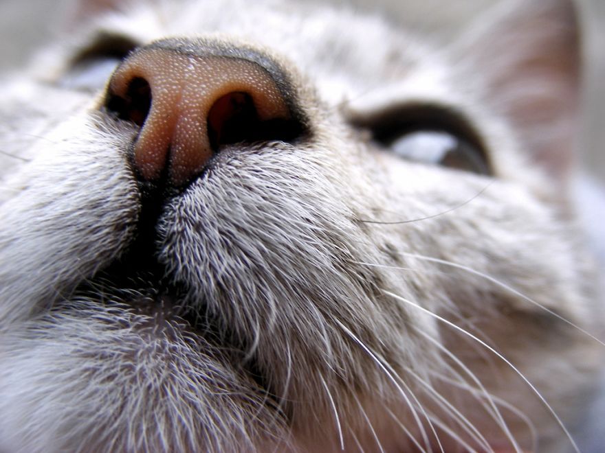 93 Close-Ups Of Cat Noses To Make Your Day 93 Close-Ups Of Cat Noses To Make Your Day