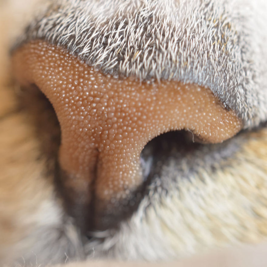 93 Close-Ups Of Cat Noses To Make Your Day 93 Close-Ups Of Cat Noses To Make Your Day