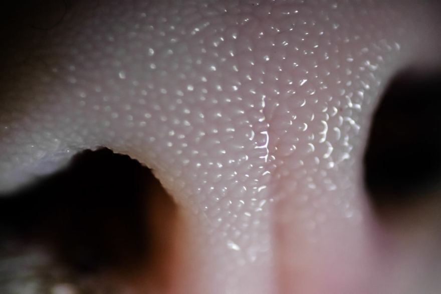 93 Close-Ups Of Cat Noses To Make Your Day 93 Close-Ups Of Cat Noses To Make Your Day