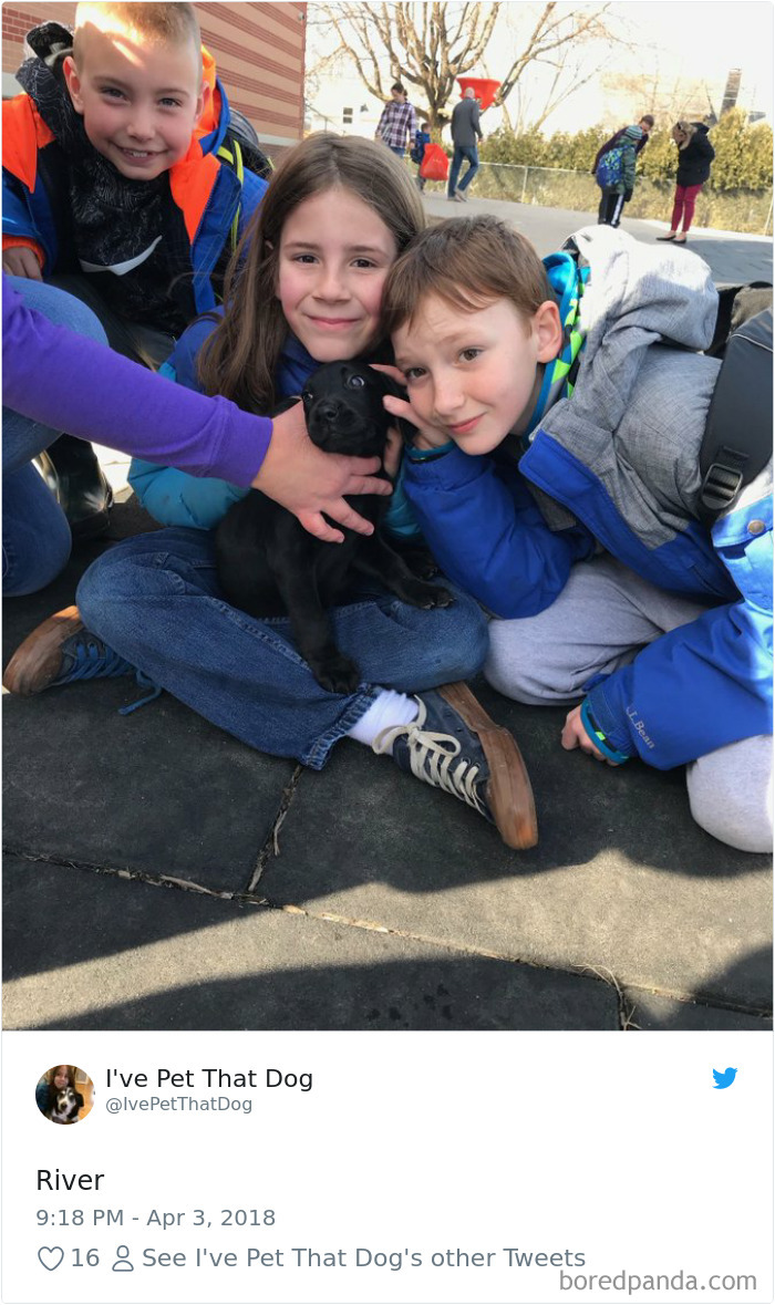 The Internet Is Obsessed With This 9-Year-Old’s Twitter Account Where He Reviews All The Dogs That He’s Petted The Internet Is Obsessed With This 9-Year-Old’s Twitter Account Where He Reviews All The Dogs That He’s Petted