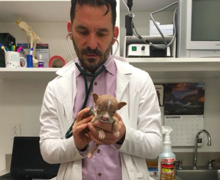 No One Wants This Dog With A Cleft Palette, Except… No One Wants This Dog With A Cleft Palette, Except…