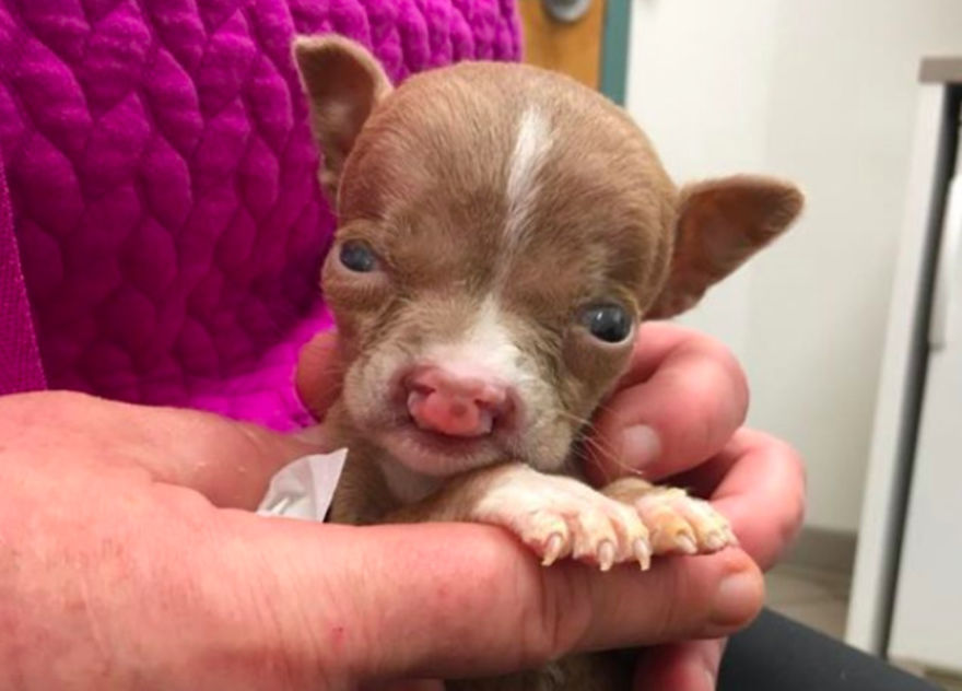 No One Wants This Dog With A Cleft Palette, Except… No One Wants This Dog With A Cleft Palette, Except…