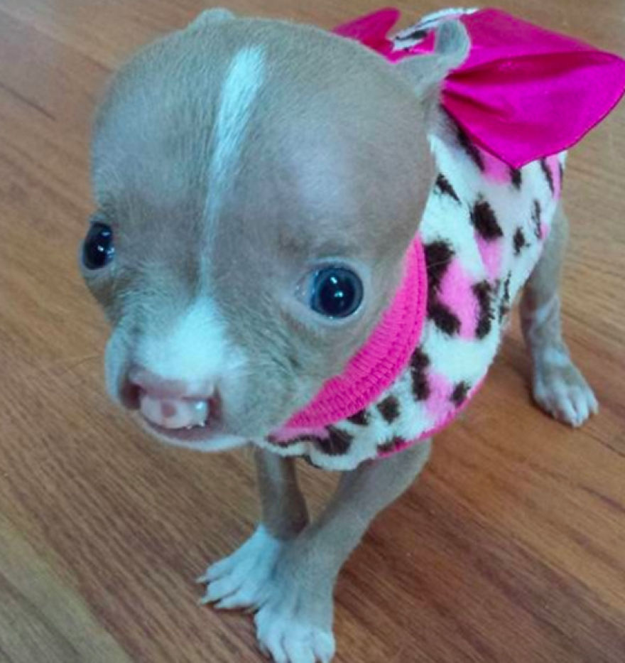 No One Wants This Dog With A Cleft Palette, Except… No One Wants This Dog With A Cleft Palette, Except…