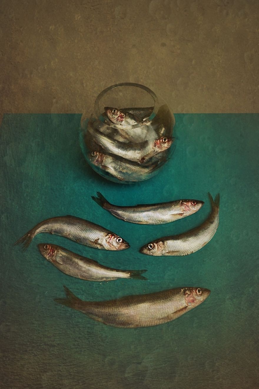 The Beauty Of Still Life The Beauty Of Still Life