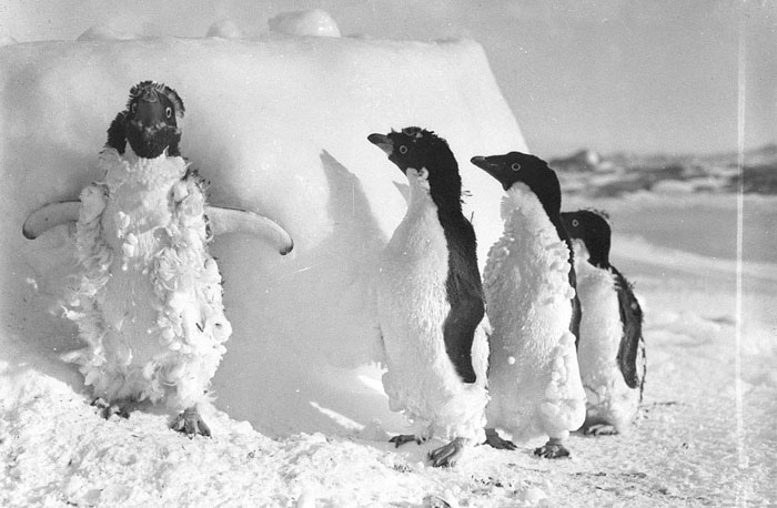 Rare Photos Of First Australasian Antarctic Expedition Taken 100 Years Ago Will Make You Shiver