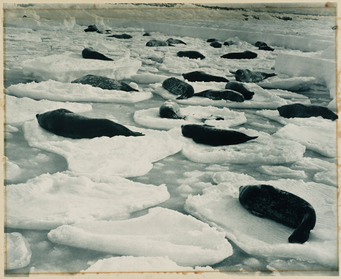 Rare Photos Of First Australasian Antarctic Expedition Taken 100 Years Ago Will Make You Shiver