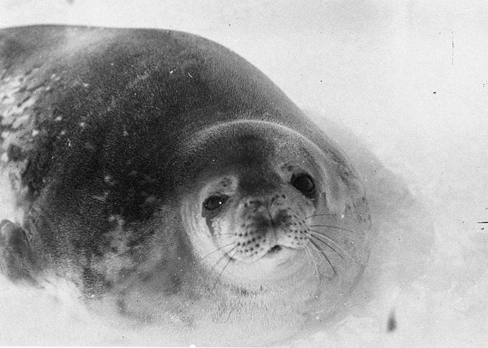 Rare Photos Of First Australasian Antarctic Expedition Taken 100 Years Ago Will Make You Shiver