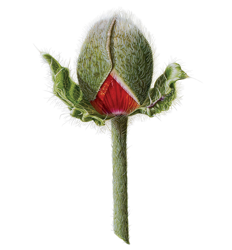 I Painted A Poppy Flower From Birth To Death In Watercolor I Painted A Poppy Flower From Birth To Death In Watercolor