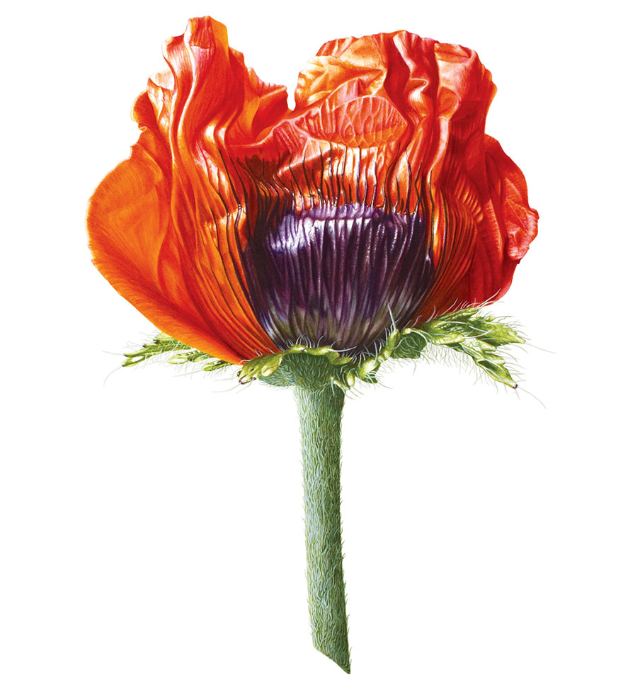 I Painted A Poppy Flower From Birth To Death In Watercolor I Painted A Poppy Flower From Birth To Death In Watercolor