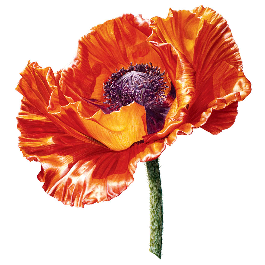 I Painted A Poppy Flower From Birth To Death In Watercolor I Painted A Poppy Flower From Birth To Death In Watercolor