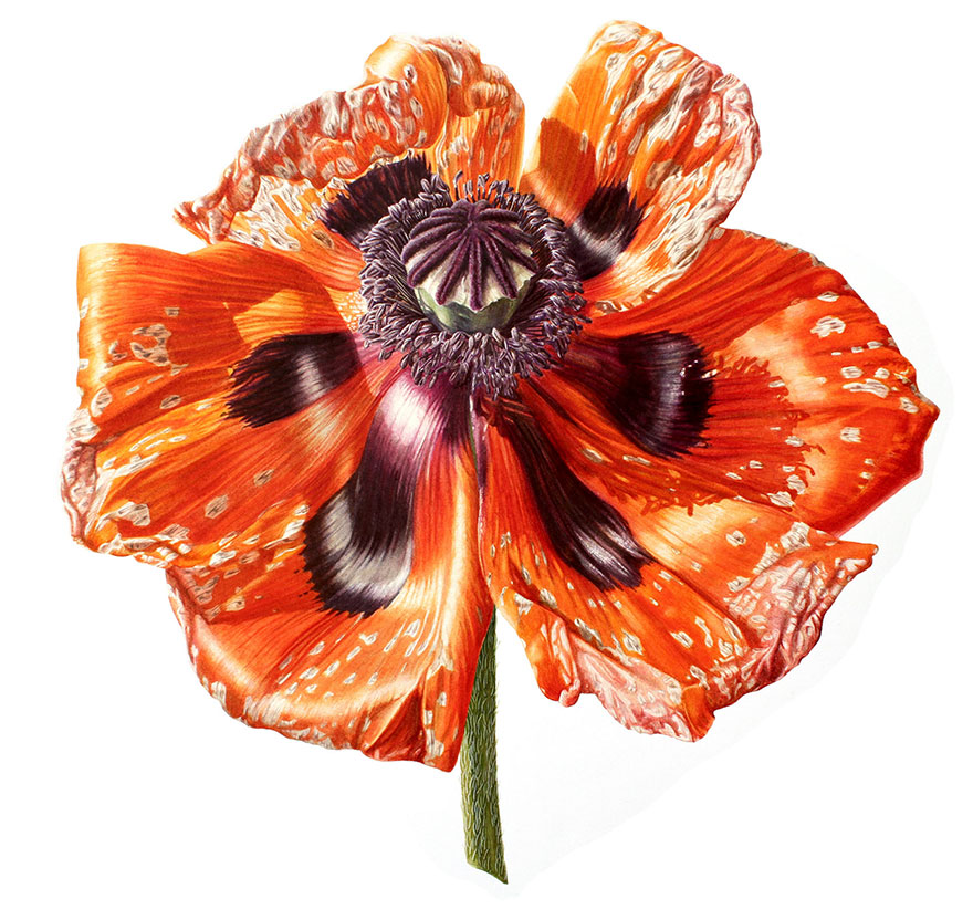 I Painted A Poppy Flower From Birth To Death In Watercolor I Painted A Poppy Flower From Birth To Death In Watercolor