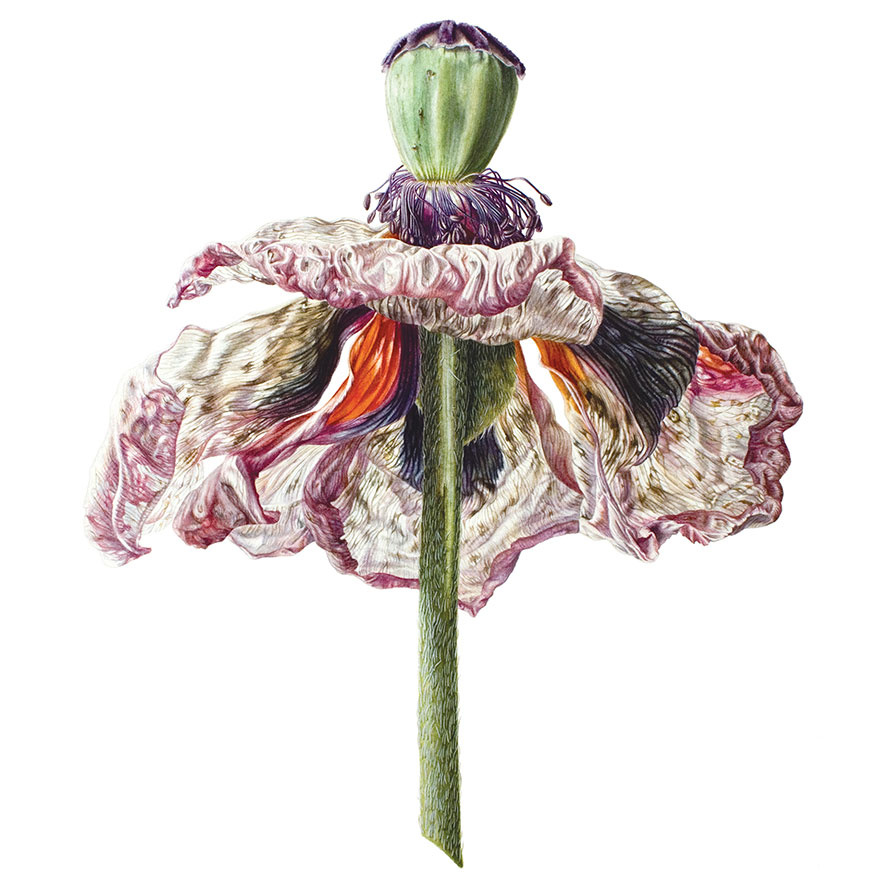 I Painted A Poppy Flower From Birth To Death In Watercolor I Painted A Poppy Flower From Birth To Death In Watercolor